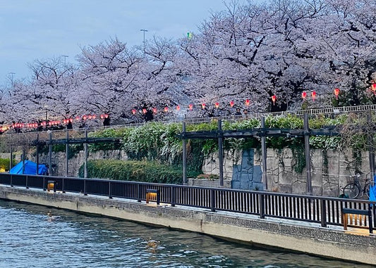 Tokyo Limited-Date Cherry Blossom Route Cruise & Show & Meal