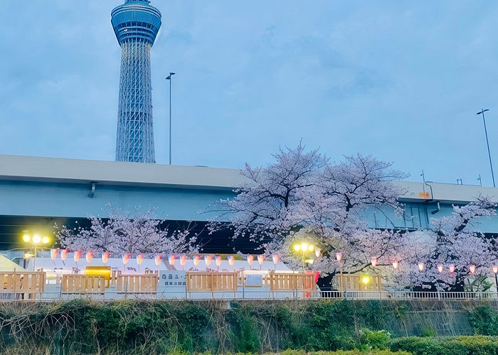 東京湾クルーズ（日本ショーとすき焼き付き、ビールオプション付き）